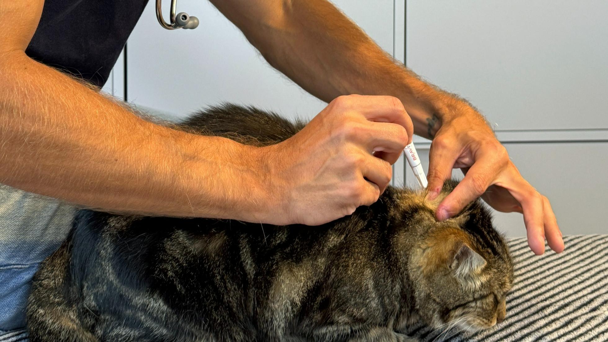 Déparasitage animale